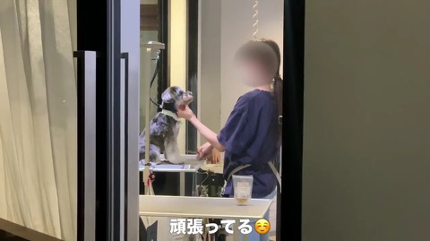 犬