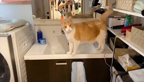 両親をまさかの行動でお出迎えする猫