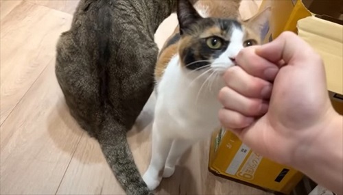 両親をまさかの行動でお出迎えする猫