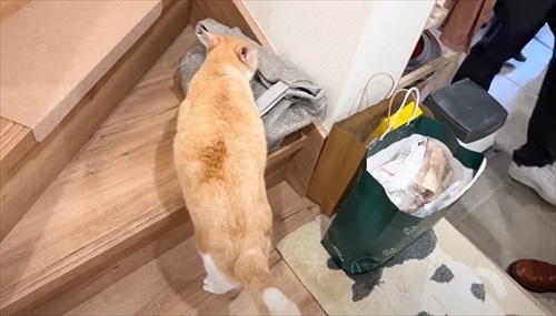 両親をまさかの行動でお出迎えする猫