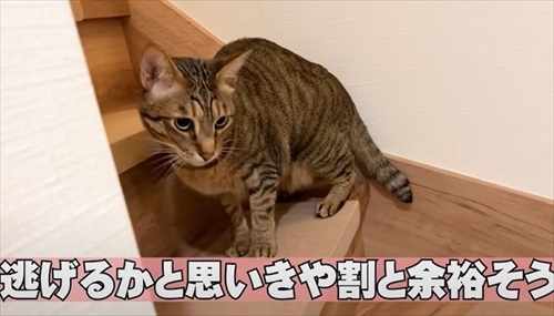 両親をまさかの行動でお出迎えする猫