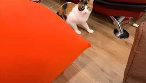 両親をまさかの行動でお出迎えする猫