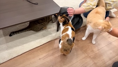 両親をまさかの行動でお出迎えする猫
