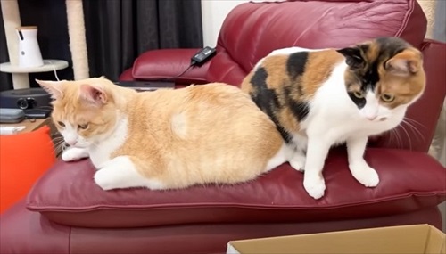 両親をまさかの行動でお出迎えする猫