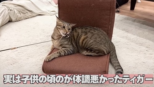 両親をまさかの行動でお出迎えする猫