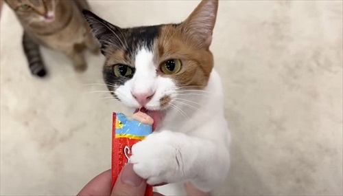 両親をまさかの行動でお出迎えする猫