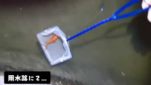 用水路に捨てられた金魚を保護
