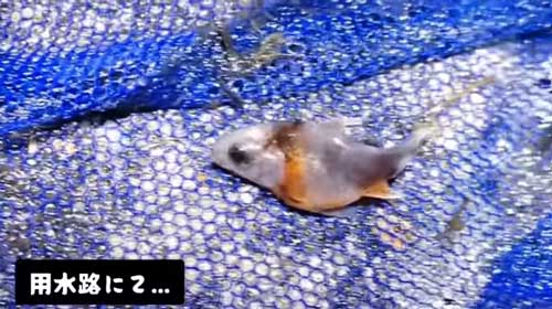 用水路に捨てられた金魚を保護