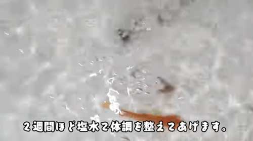 用水路に捨てられた金魚を保護