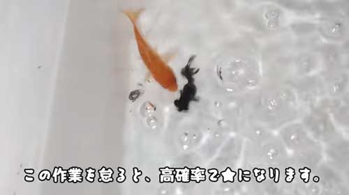 用水路に捨てられた金魚を保護