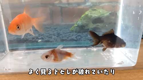 用水路に捨てられた金魚を保護