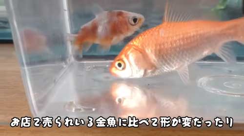 用水路に捨てられた金魚を保護