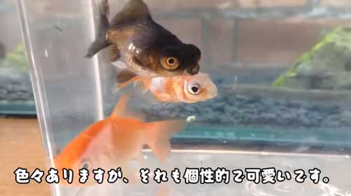 用水路に捨てられた金魚を保護