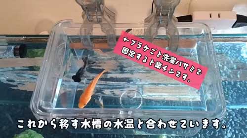 用水路に捨てられた金魚を保護