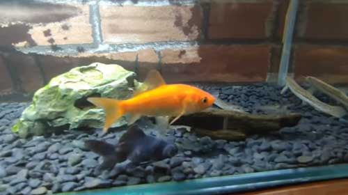 用水路に捨てられた金魚を保護