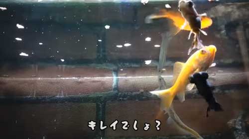 用水路に捨てられた金魚を保護