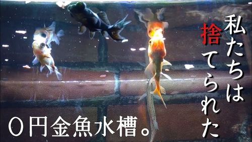 用水路に捨てられた金魚を保護