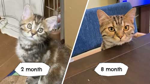 子猫ビフォアフサムネイル