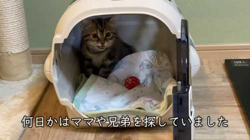生後2カ月の子猫