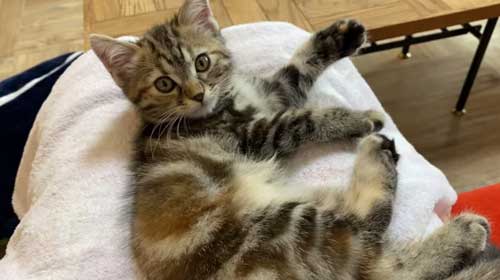 慣れてきた子猫