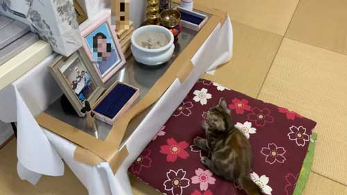 祭壇を見つめる子猫