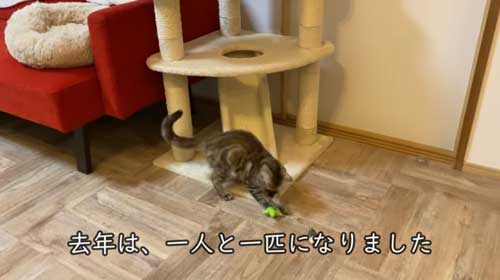 元気一杯にあそぶ子猫
