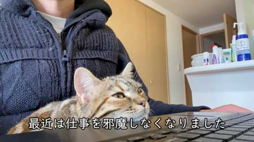 仕事中もそばにいる子猫