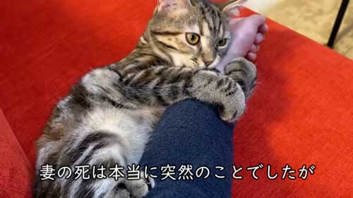 ぎゅっとする子猫