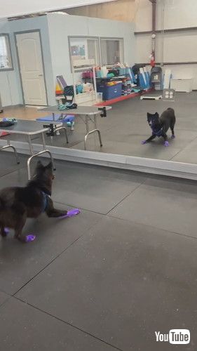 鏡を見た犬