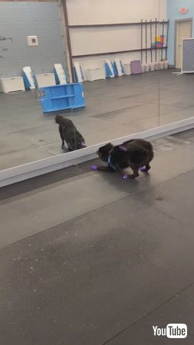 鏡を見つめるワンコ