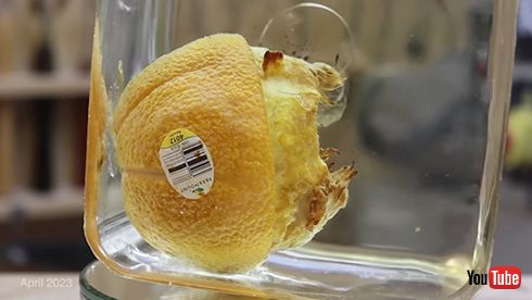 実験 オレンジ レジンアート