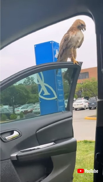 ドアに停まる鷹