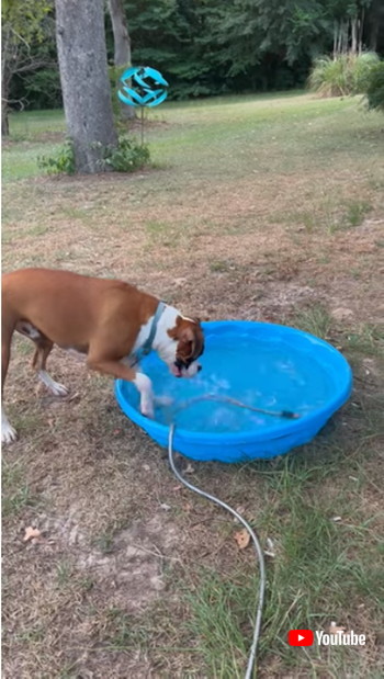 つかまえたい犬