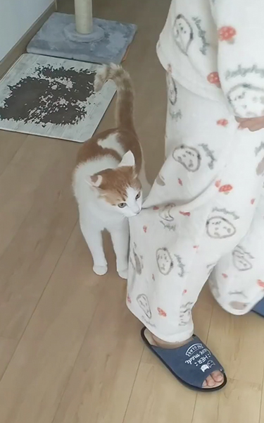 2カ月ぶりに猫と再会