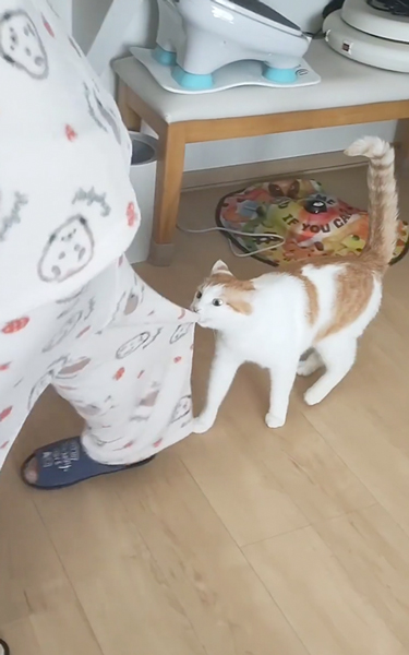 2カ月ぶりに猫と再会