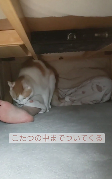 2カ月ぶりに猫と再会