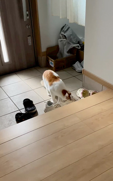 靴の中が気になる