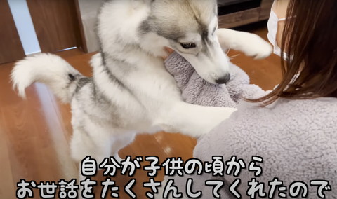 袖を噛むワンコ正面