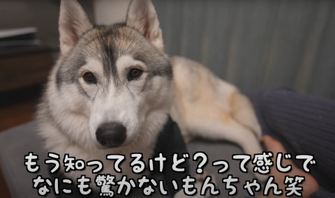 もう知ってるけどテロップと犬