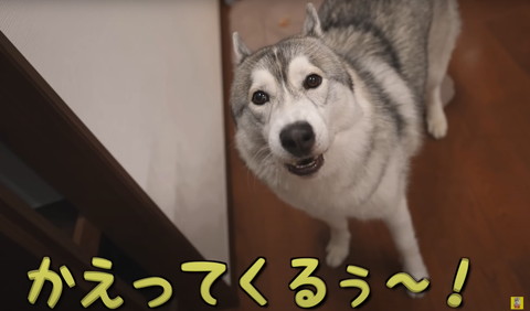 かえってくるテロップと犬