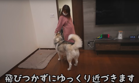 飛びつかずにテロップと犬