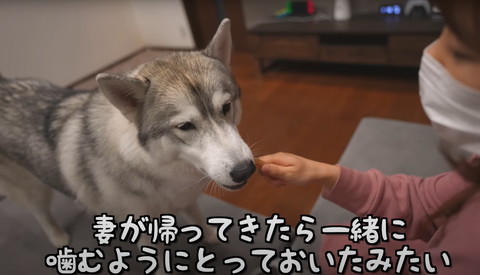 ガムを噛むワンコ