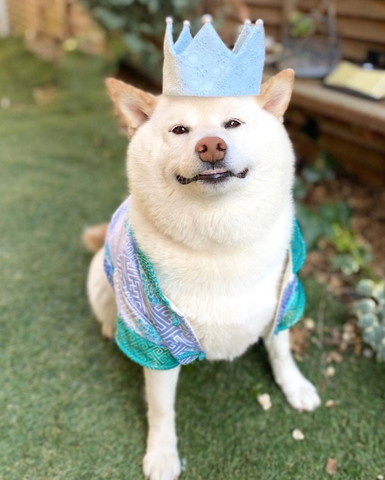 冠被ったワンコ