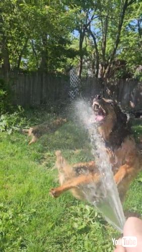 ジャンプする犬