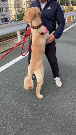 サマーカットのあらんくん