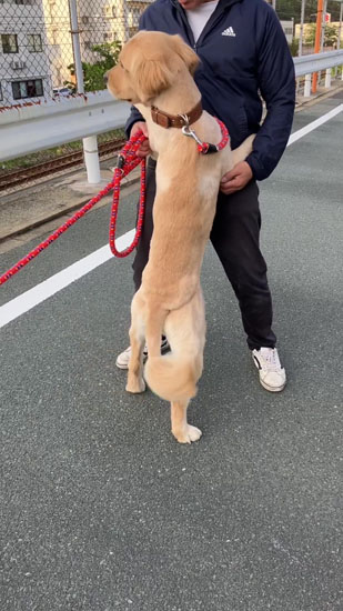 離す気のないあらんくん