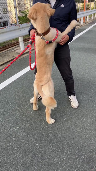 しがみつくあらんくん