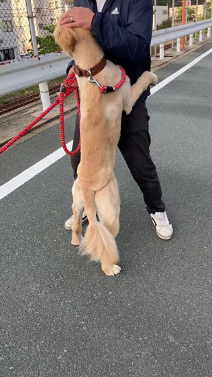 なでられるあらんくん