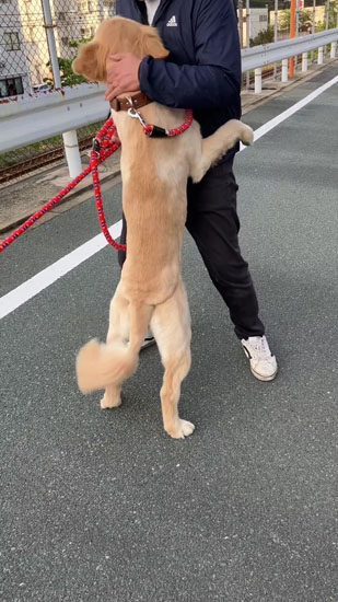 落ち着かさられるあらんくん