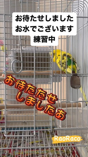 接客するインコ